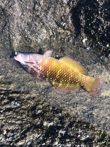 ベラの釣果