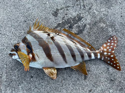 タカノハダイの釣果