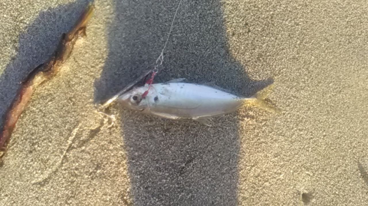 アジ