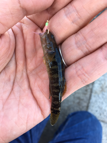 アゴハゼの釣果