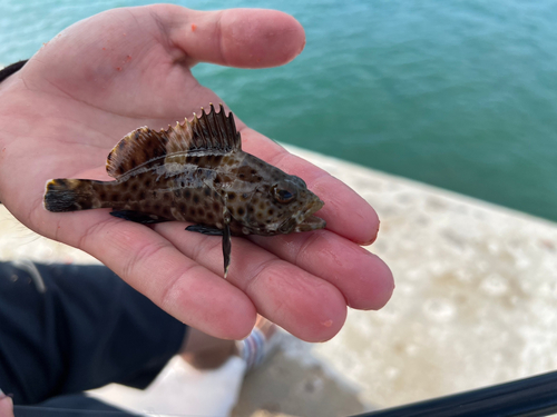 イシミーバイの釣果