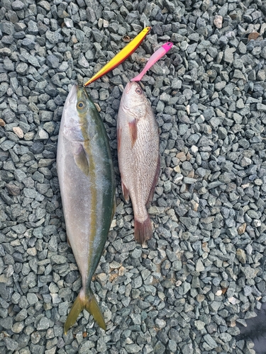 イナダの釣果