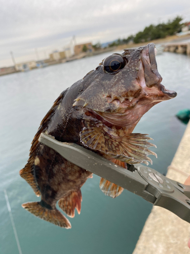 アラカブの釣果