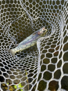 ニジマスの釣果