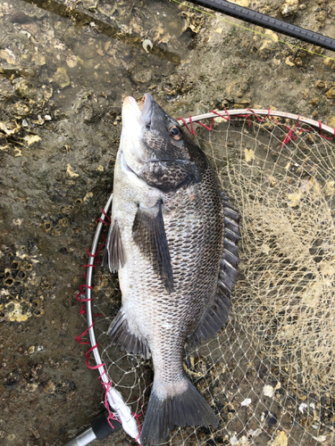 チヌの釣果