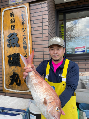 マダイの釣果