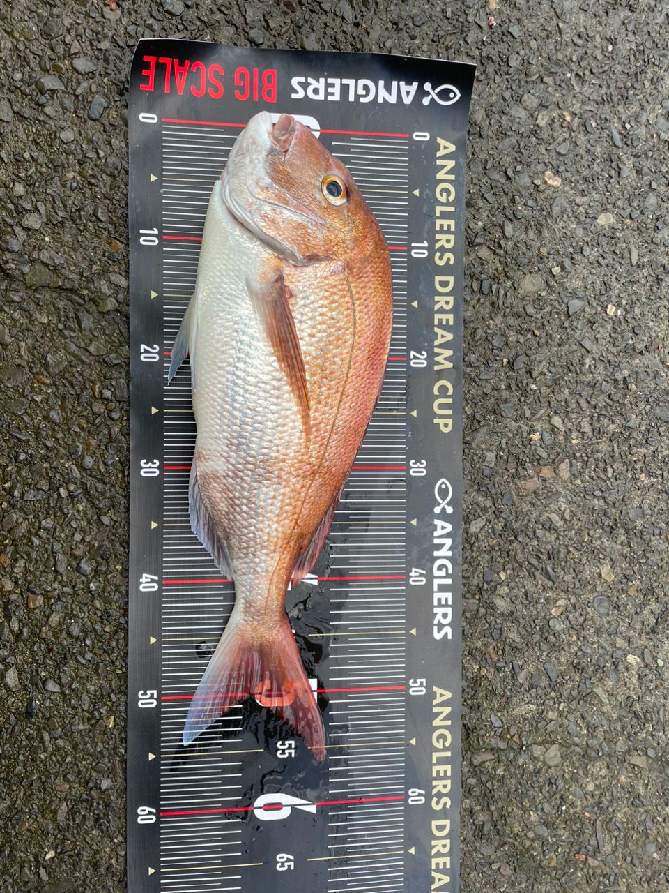 アングラー25625273さんの釣果 2枚目の画像