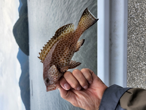 オオモンハタの釣果