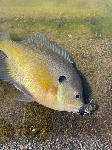 ブルーギルの釣果