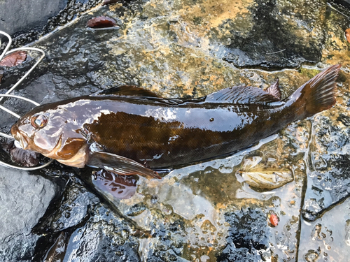 アイナメの釣果