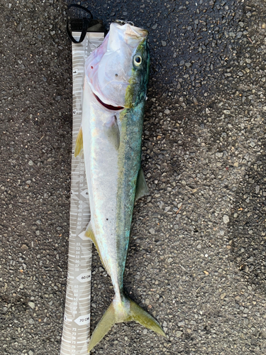 ハマチの釣果