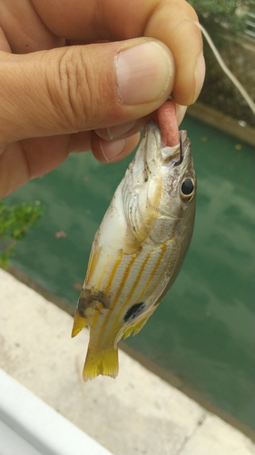 ヤマトビーの釣果