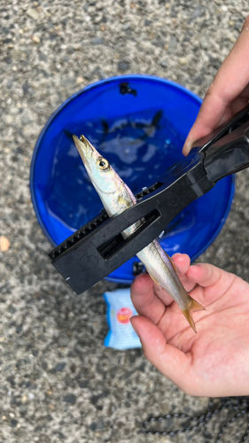 カタクチイワシの釣果