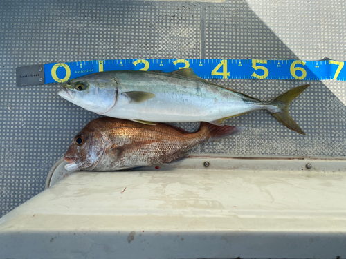 ハマチの釣果