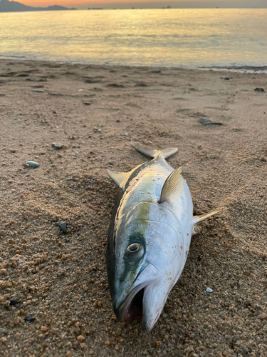 ハマチの釣果