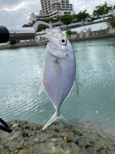 ガーラの釣果