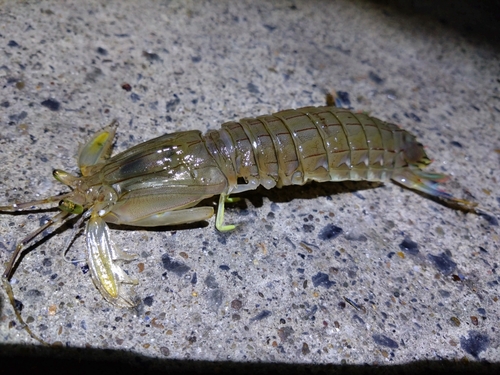 シャコエビの釣果