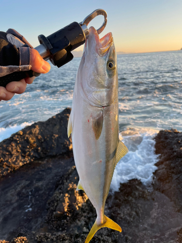 ハマチの釣果