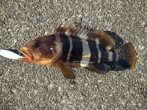 アオハタの釣果