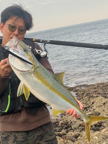 ヒラスの釣果