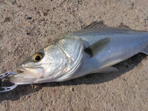 スズキの釣果