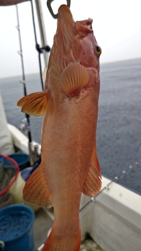 アカジンミーバイの釣果