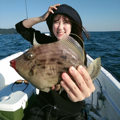 カワハギの釣果