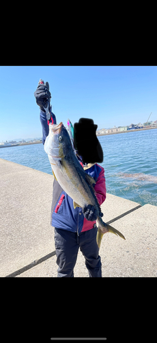 ヒラマサの釣果