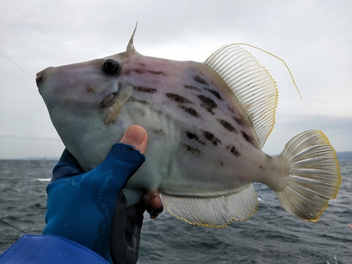 カワハギの釣果