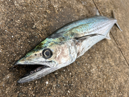 サワラの釣果