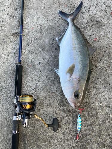 カンパチの釣果