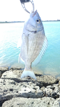 ミナミクロダイの釣果