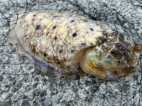 コブシメの釣果