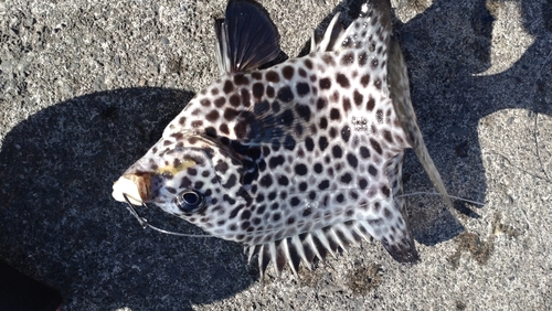 イシガキダイの釣果