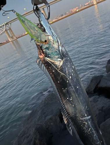 タチウオの釣果