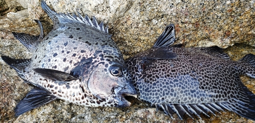 イシガキダイの釣果