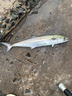 サゴシの釣果