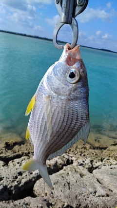 ミナミクロサギの釣果