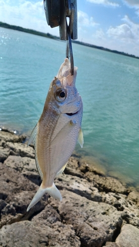 釣果