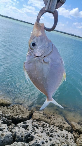 釣果