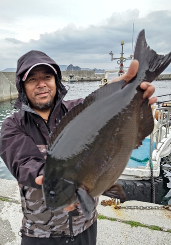 オナガグレの釣果