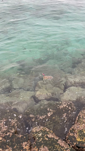 コブシメの釣果