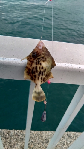 カワハギの釣果