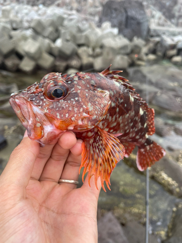 カサゴの釣果