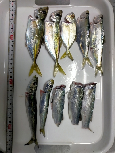 ウルメイワシの釣果