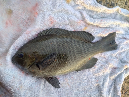 メジナの釣果