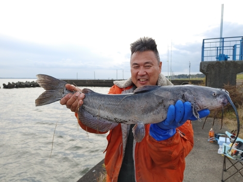 アメリカナマズの釣果