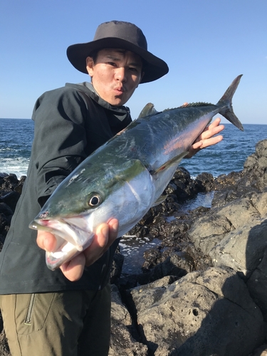 ヒラマサの釣果