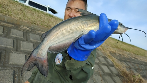 アメリカナマズの釣果