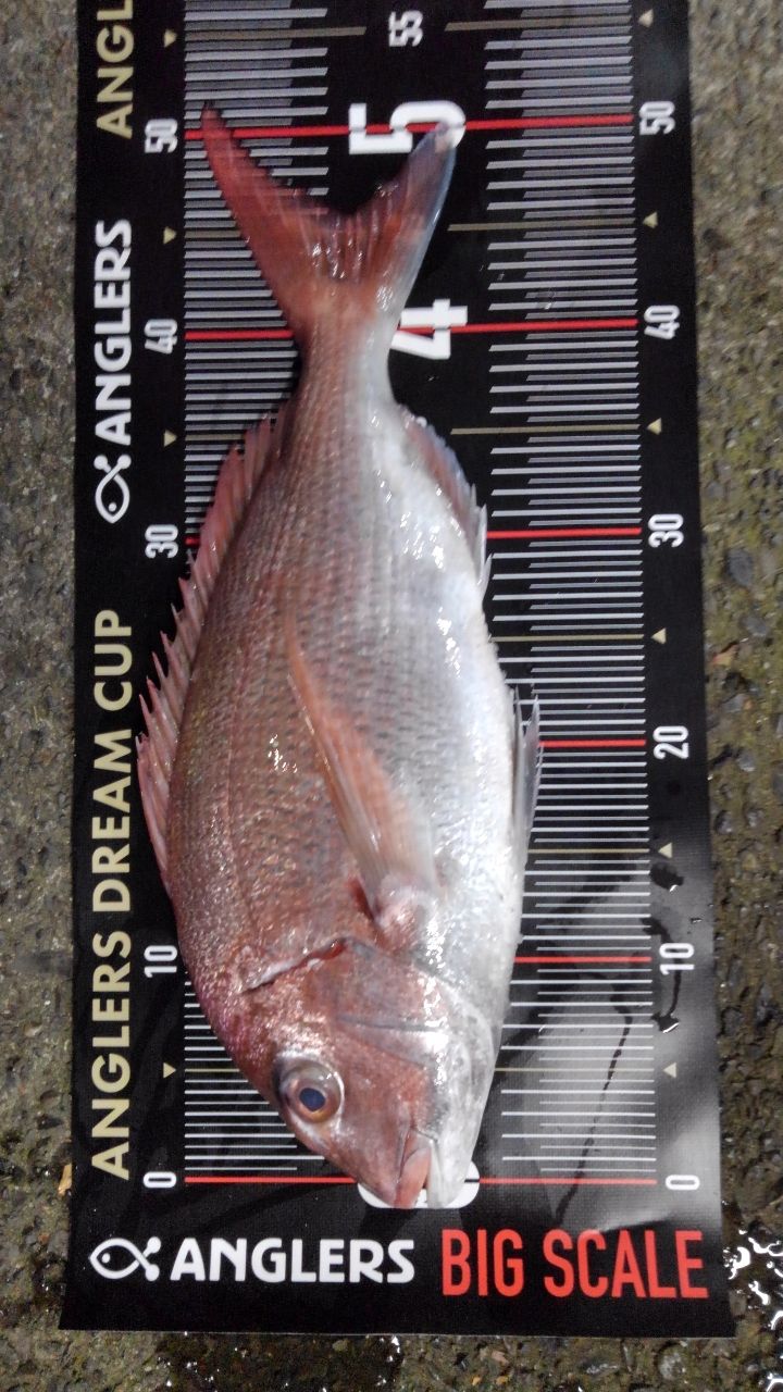 魚磯一番さんの釣果 2枚目の画像